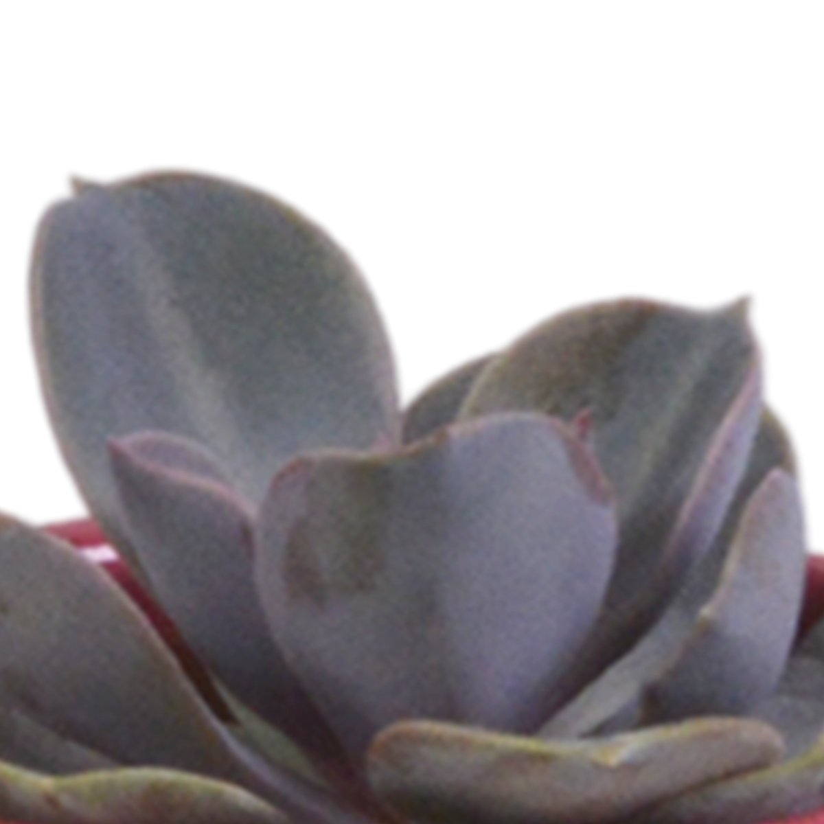 Vetplanten mix 5.5 cm - 5x - in Mexicaanse pot
