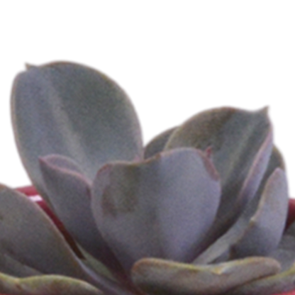 Vetplanten mix 5.5 cm - 5x - in Mexicaanse pot