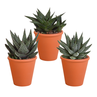 Gasteria/Haworthia mix 8,5cm - 3x - in terracotta pot