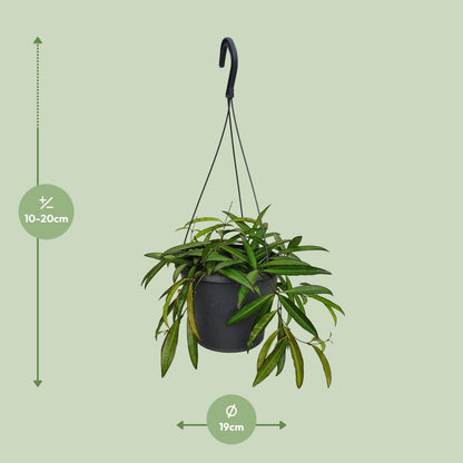Hoya Weyetii- Ø19cm - ↕20cm
