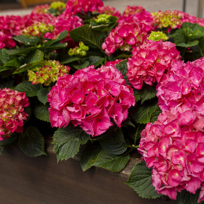 Hortensia - Hydrangea macrophylla Rood - Bloem Rood - 3 Planten - 1 m2 - Bladverliezend - Weinig Onderhoud - Pot 17cm Hoogte 30cm