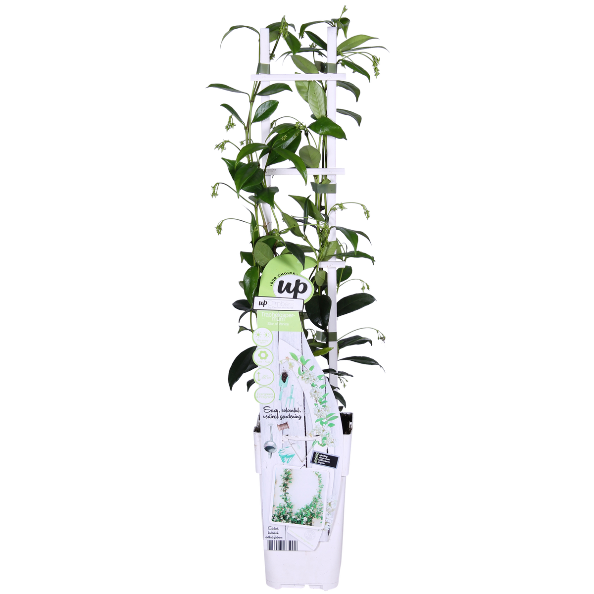 2x - Trachelospermum 'Star of Venice' - ↨65cm - Ø15