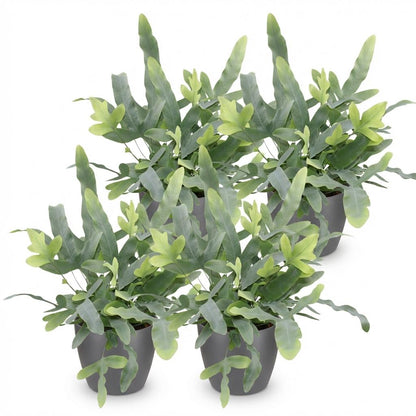 Kamerplant - Phlebodium aureum Blue Star - Blauwe Varen - Huisdiervriendelijke Plant - Blauw - 4 Planten - met Potter Grijs - Pot 12cm - Hoogte 25cm