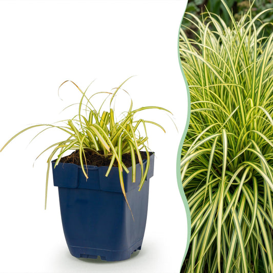 Grassen - Carex oshimensis Evergold - Japanse Zegge - Groenblijvend - Geel-Groen - 12 Planten - Pot 11cm - Hoogte 15-25cm
