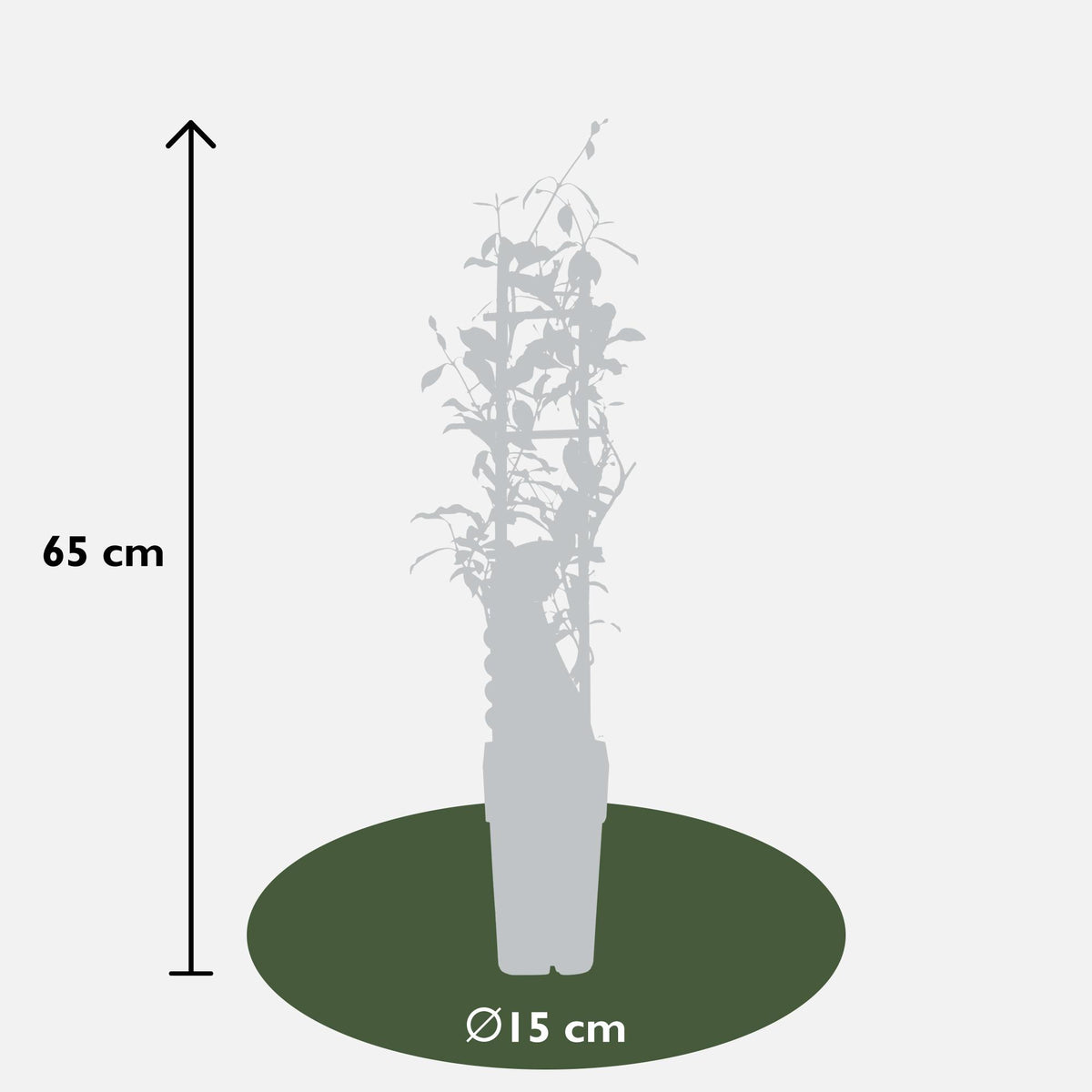 3x - Trachelospermum Mix - ↨65cm - Ø15