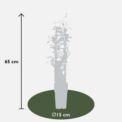3x - Trachelospermum Mix - ↨65cm - Ø15