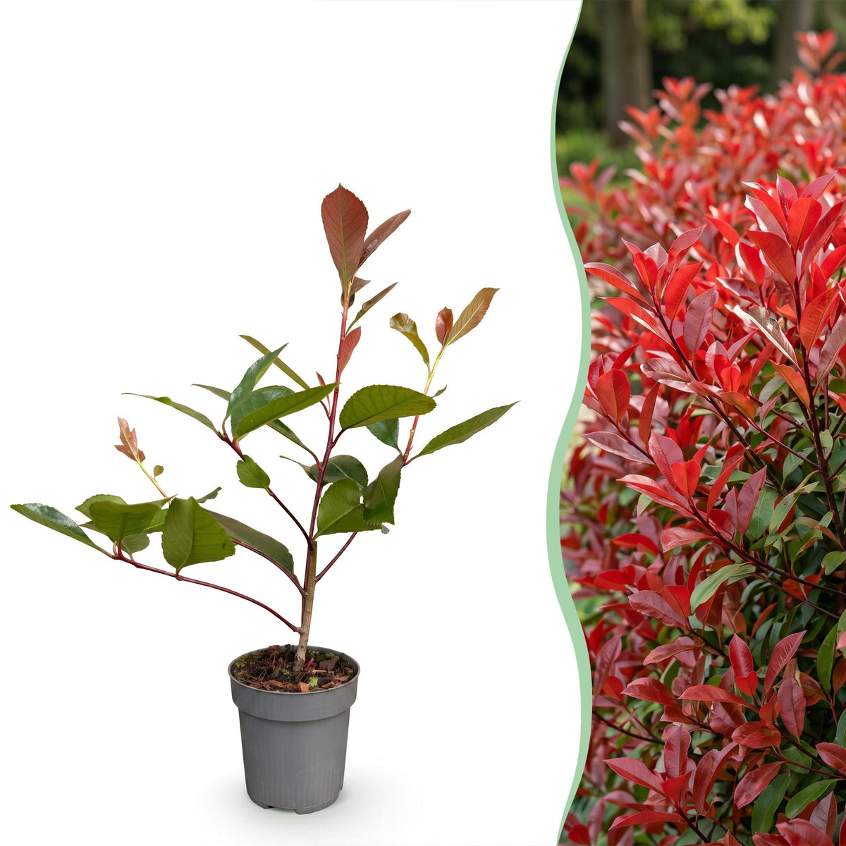 16x Photinia fraseri Red Robin - Glansmispel - Haagplanten - Groenblijvend - Rood - Pot 9cm - Hoogte 25-35cm