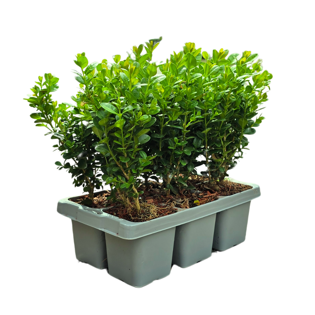 "Buxus NewGen Freedom 6-Pack – Winterharde Groenblijvende Struiken 6 x Ø7 cm - ↕15 cm | Compacte Buxus"