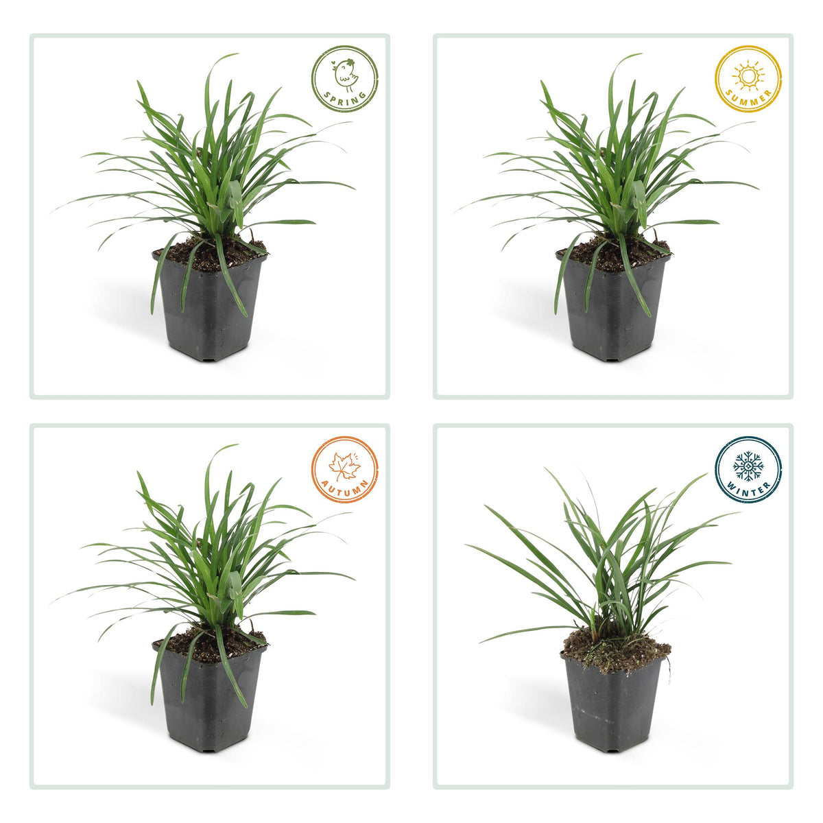 60x Liriope muscari 'Big Blue' - ↕10-25cm - Ø9cm