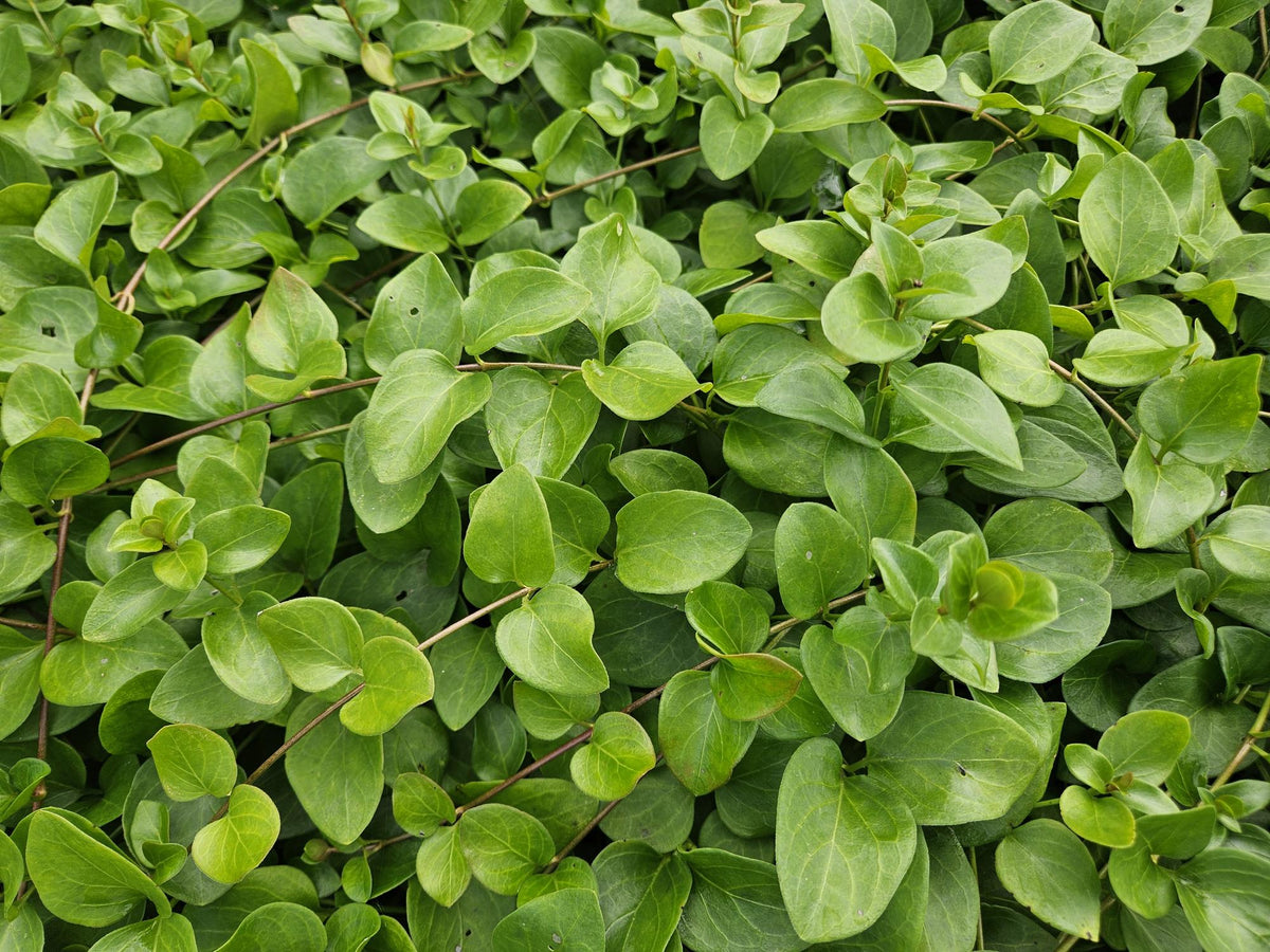 6x Vinca major 'Alba' - ↕10-25cm - Ø9cm