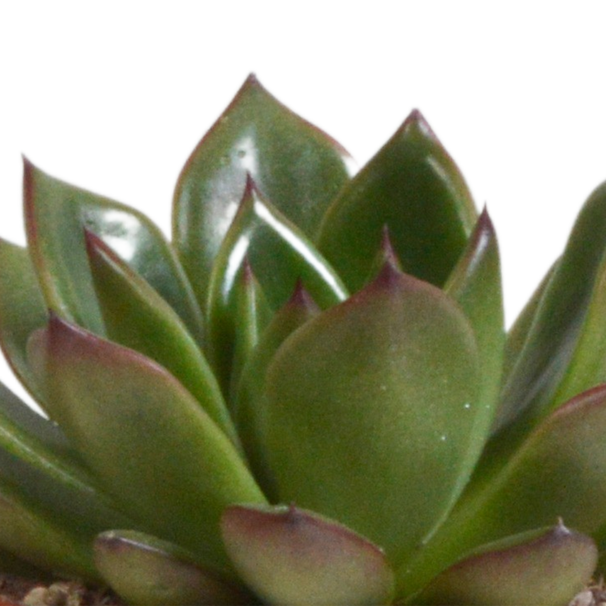 Echeveria mix 8.5 cm - 3x - in terracotta pot