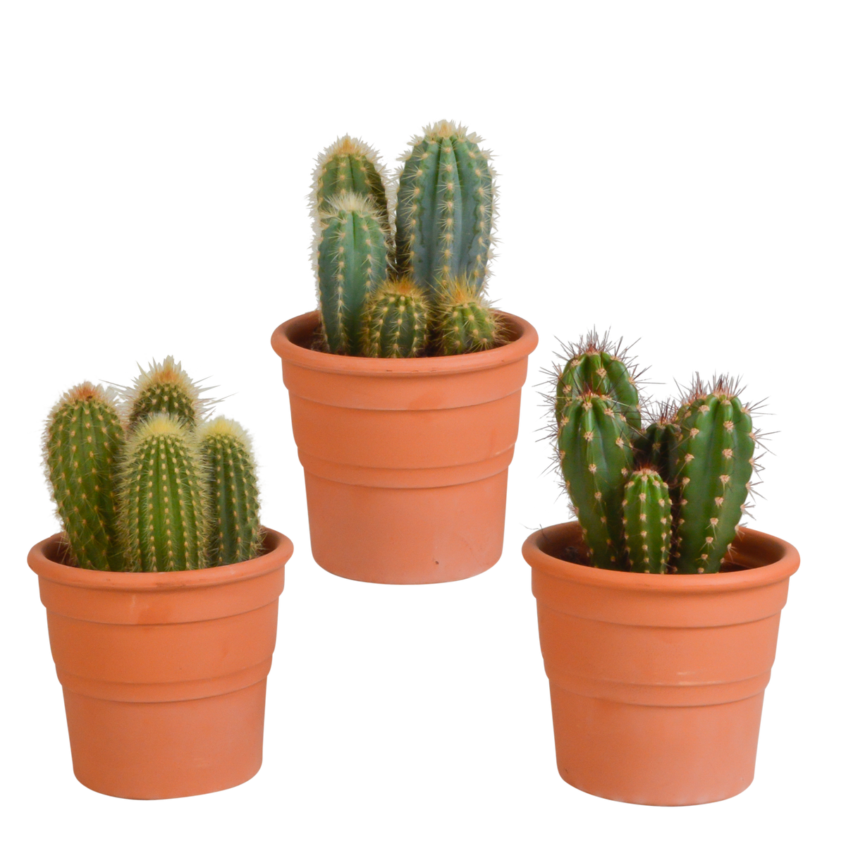 Cereus mix 10,5cm - 3x - in terracotta pot