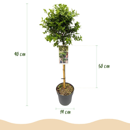 Plant op Stam - Euonymus fortunei Harlequin - Terras Plant - Bladhoudend - Winterhard - Groen-Wit Blad - Pot 19cm Hoogte 90cm