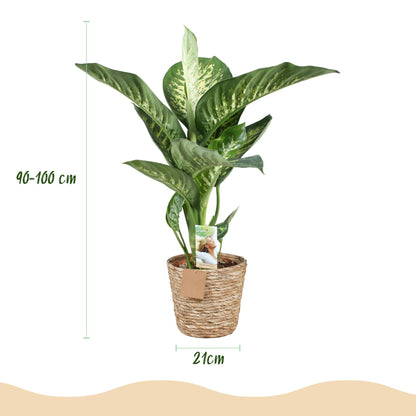 Green is... Kamerplanten - Diefenbachia Tropic Snow - Dieffenbachia - Weinig onderhoud - met mand - Groen - 1 Plant - Pot 21cm - Hoogte 90-100cm