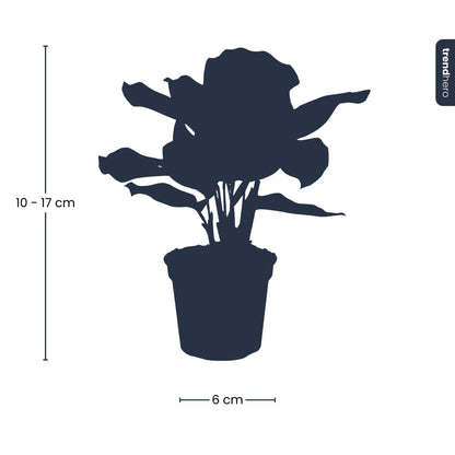 Calathea Makoyana - Pauwenplant - Terrarium plant - Potmaat 6