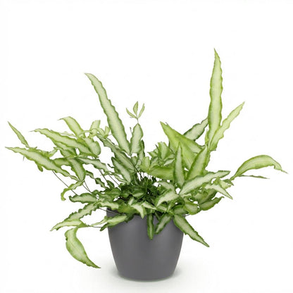 Kamerplant - Pteris cretica Albolineata - Lintvaren - Huisdiervriendelijke Plant - Groen - 1 Plant - met Potter Grijs - Pot 12cm - Hoogte 20cm