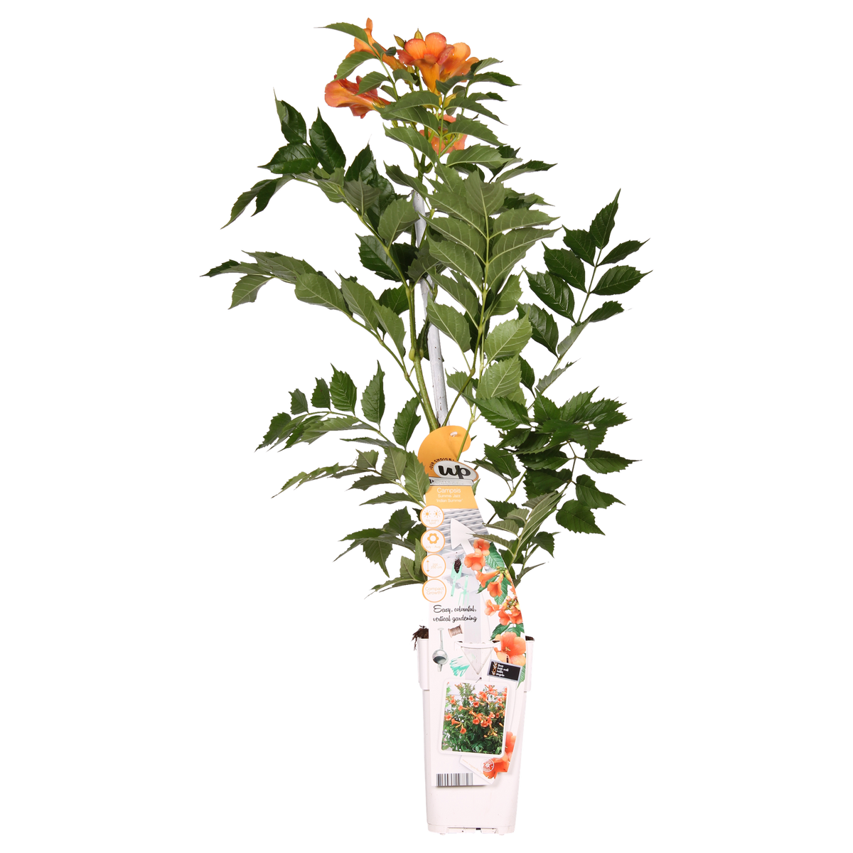 Campsis Indian Summer - Trompetbloem Oranje - Ø15cm - ↕65cm - Ø15 - ↨65cm