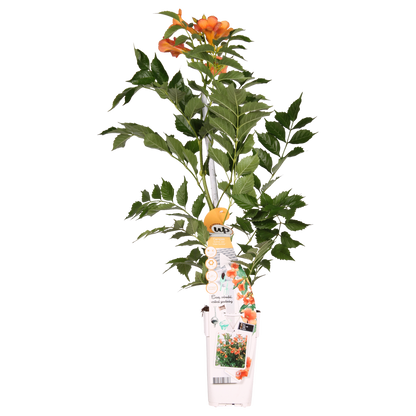 Campsis Indian Summer - Trompetbloem Oranje - Ø15cm - ↕65cm - Ø15 - ↨65cm