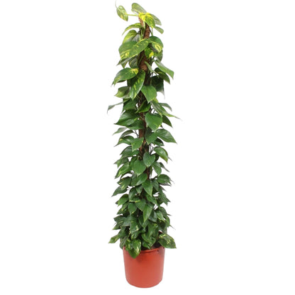 Epipremnum Aureum mosstok - 180 cm - ø34