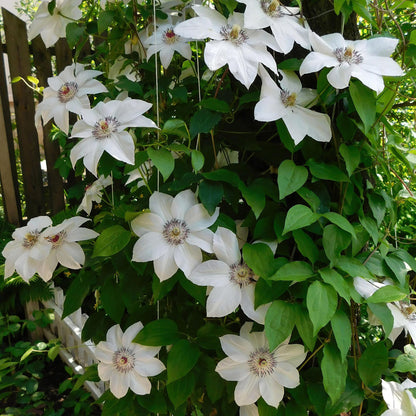 Klimplant - Clematis Miss bateman - Bloem Wit - Weinig onderhoud -2 planten -  Pot 11cm Hoogte 40cm