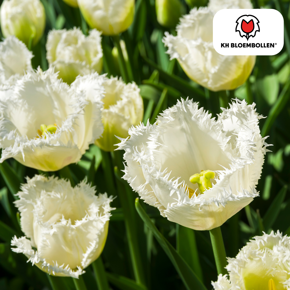 Tulpenbollen Honeymoon – 20 Stuks | KH Bloembollen® | Witte Kartelrand Tulp – Elegant & Uniek – Cadeau voor Tuin of Pot – Maat 11/12 – Vers van de Teler!