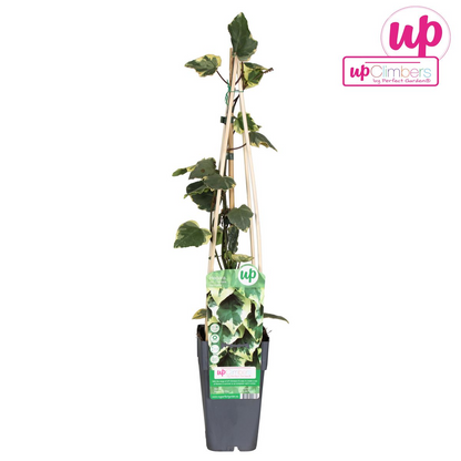 Hedera colchica 'Dentata Variegata' - Ø15cm - ↕65cm