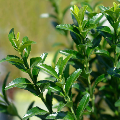8x Euonymus japonica Green Spire - Kardinaalsmuts - Haagplanten - Groenblijvend - Groen - Pot 9cm - Hoogte 20-25cm