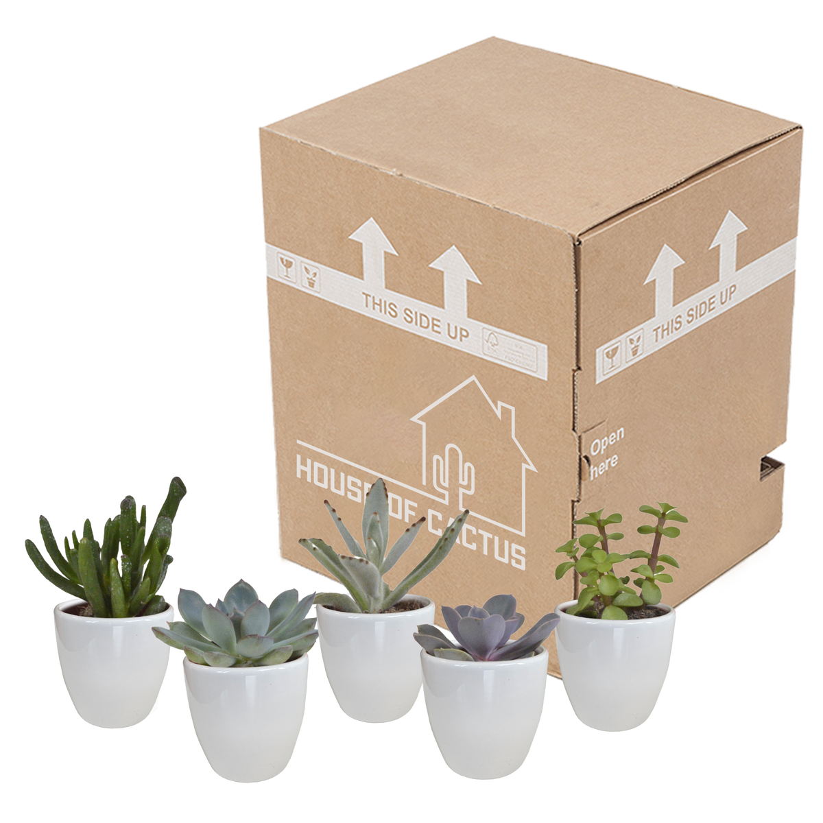 Vetplanten mix 5.5 cm - 5x - in witte pot