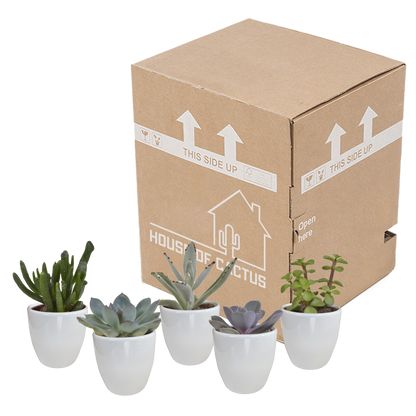 Vetplanten mix 5.5 cm - 5x - in witte pot