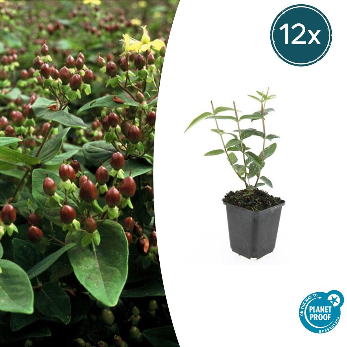 12x Hypericum inodorum 'Rheingold' - ↕10-25cm - Ø9cm