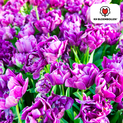 Tulpenbollen Double Flag – 20 Stuks | KH Bloembollen® | Paarse Dubbelbloemige Tulp – Elegant & Vol – Cadeau voor Tuin of Pot – Maat 11/12 – Vers van de Teler!