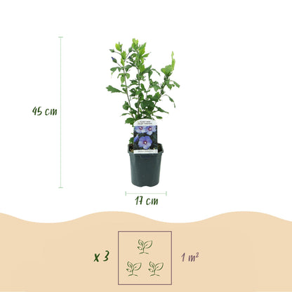 Heesters - Hibiscus syriacus Oiseau Blue - Bloem Blauw - 1 Plant - Bladverliezend - Weinig Onderhoud - Pot 17cm Hoogte 45cm