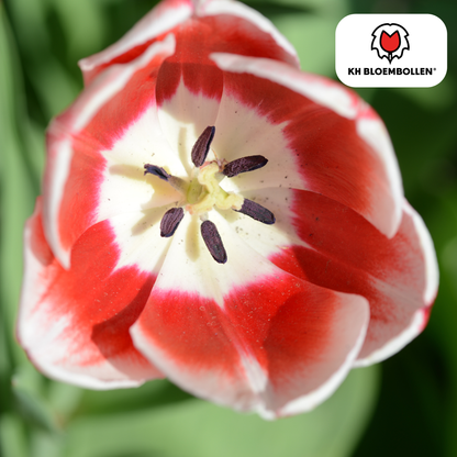 Tulpenbollen Candy Apple Delight – 20 Stuks | KH Bloembollen® | Rood-Witte Tulp – Frisse & Vrolijke Mix – Cadeau voor Tuin of Pot – Maat 11/12 – Vers van de Teler!