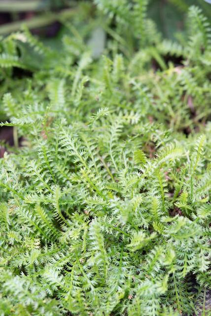 60x Leptinella squalida - ↕10-25cm - Ø9cm
