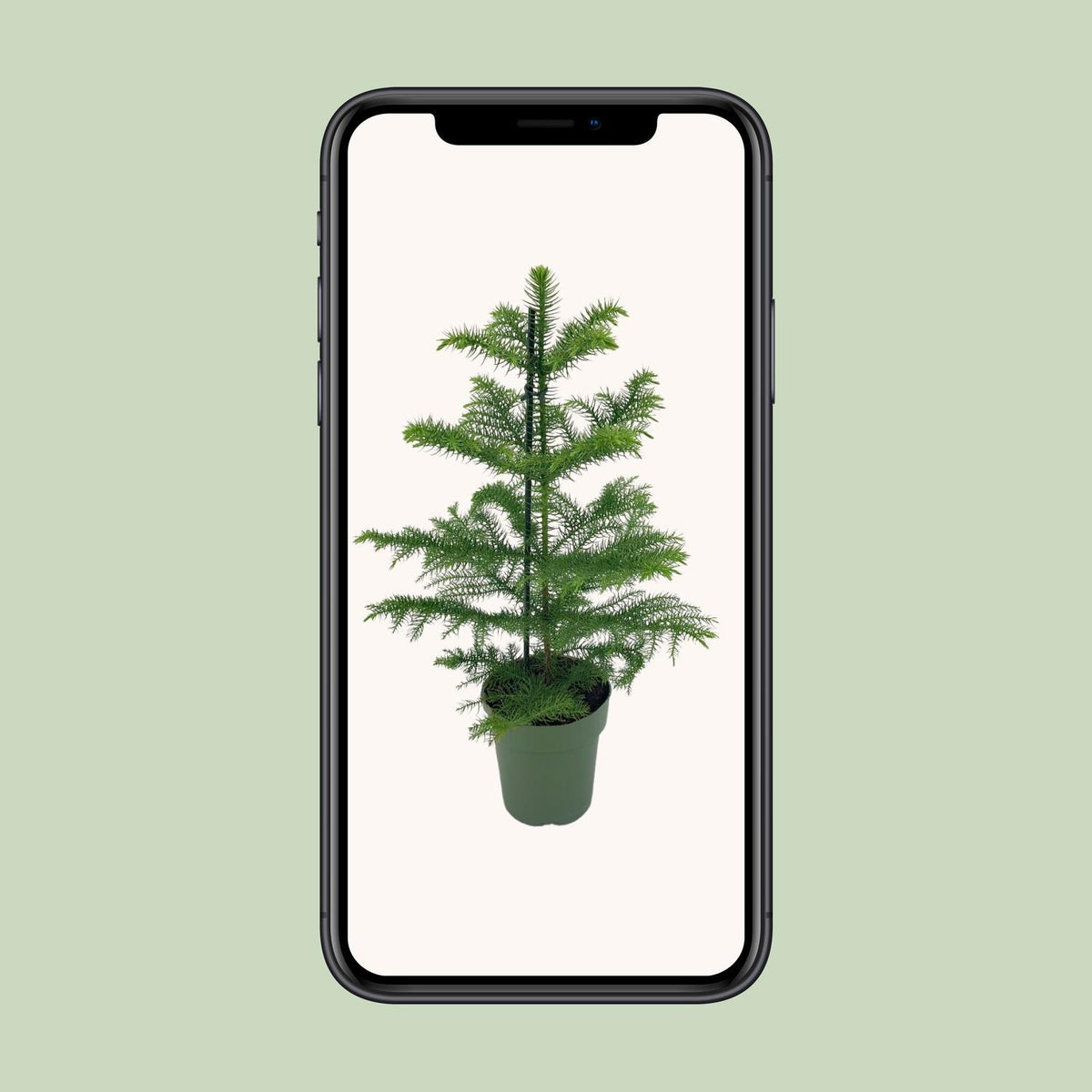 Araucaria Heterophylla - Ø14cm - ↕40cm