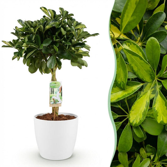 Kamerplanten - Schefflera Gold Capelle - Vingerboom - Weinig onderhoud - Groen - goud - 1 Plant - met Potter Wit - Pot 21cm - Hoogte 70-80cm