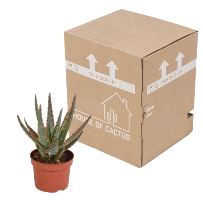 Aloë zebrina Dannyz 10,5cm - zonder pot