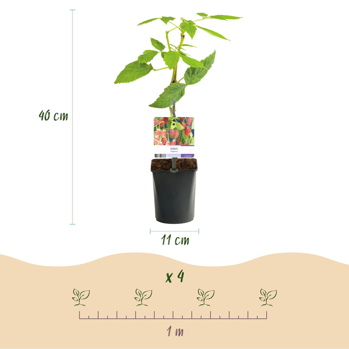 Fruitplant - Taybes - Rubus Tayberry  - Rode Vrucht - 2 planten -  Pot 11cm Hoogte 40cm