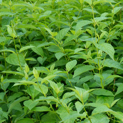Heesters - Cornus alba Flaviramea - Groene Takken - 1 Plant - Bladverliezend - Weinig Onderhoud - Pot 17cm Hoogte 45cm