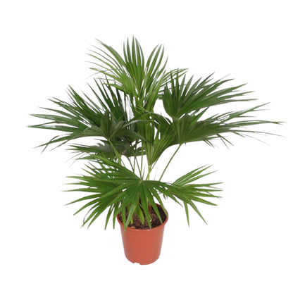 Livistona Chinensis - 150 cm - ø24