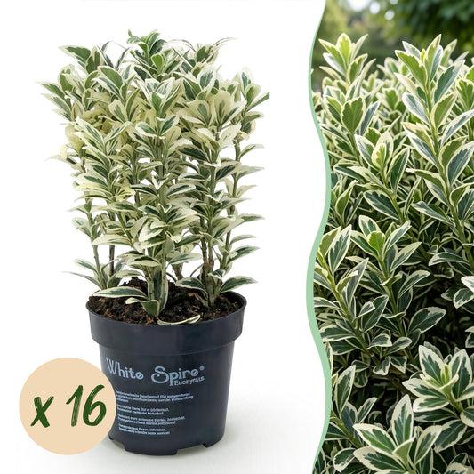 16x Euonymus japonicus White Spire - Kardinaalsmuts - Haagplanten - Groenblijvend - Wit - Groen - Pot 9cm - Hoogte 20-30cm