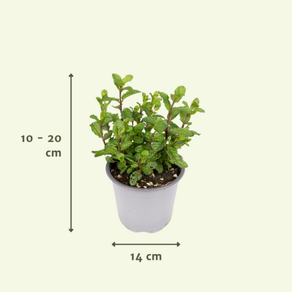 Tuinkruiden Mix - 4 stuks - Ø14cm - ↕18cm