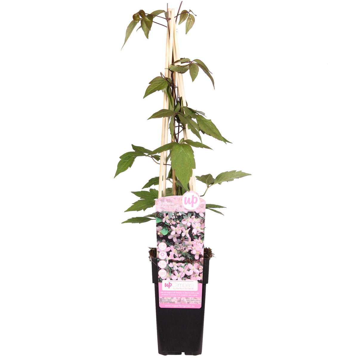 Clematis Montana 'Fragrant Spring' - ↨65cm - Ø15