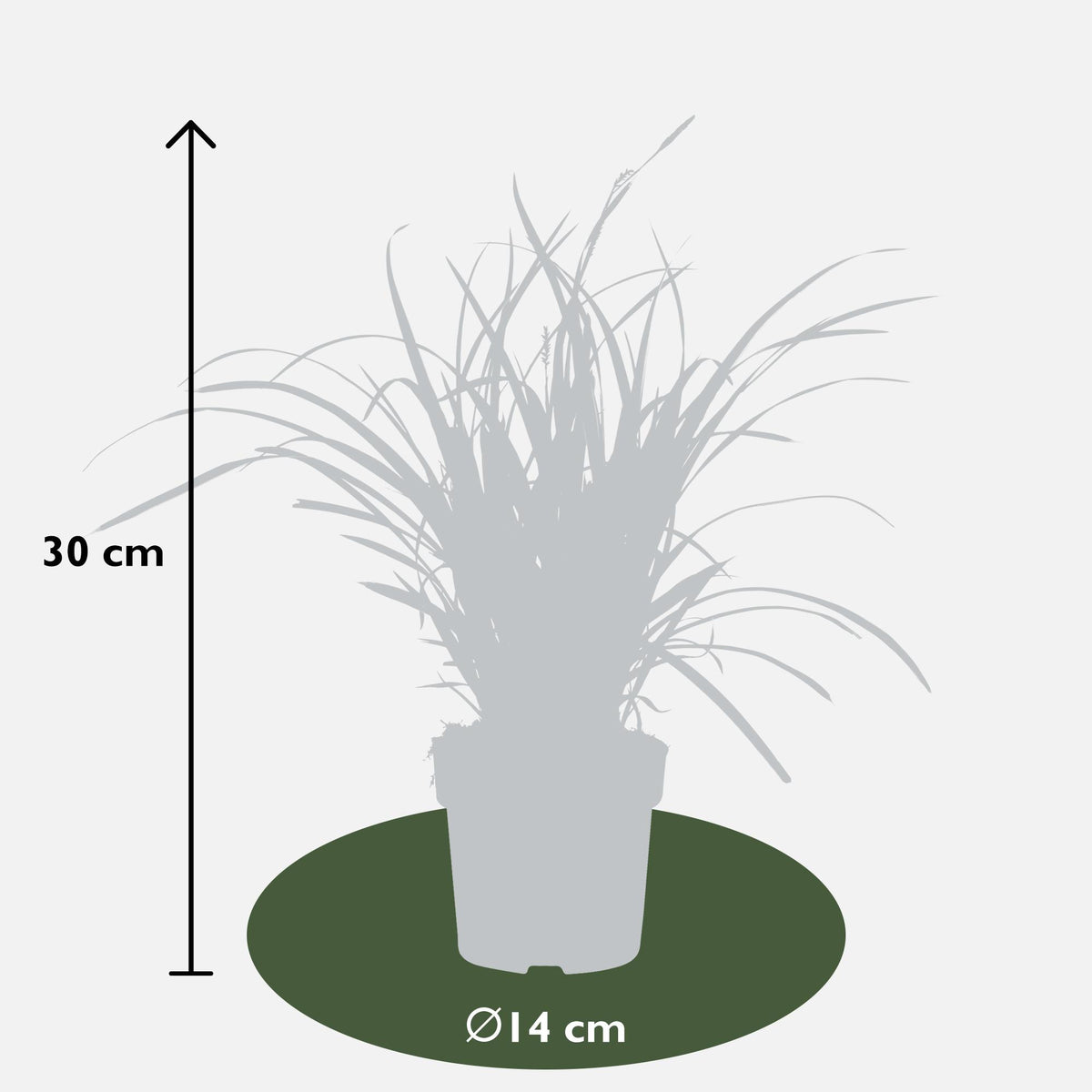 3x - Carex morrowii 'Ice Dance' - ↨30cm - Ø14