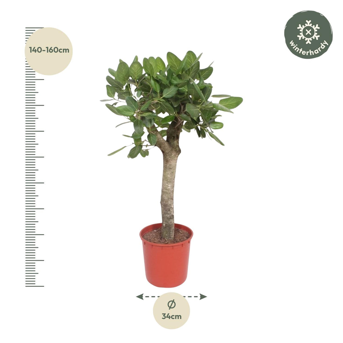 Ficus Benghalensis boom - 150 cm - ø30