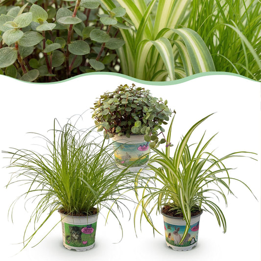 Kamerplant - Cyperus - Calissia - Chlorophytum - Mix van 3 - Huisdiervriendelijke Planten - Groen - 3 Planten - Pot 12cm - Hoogte 20cm