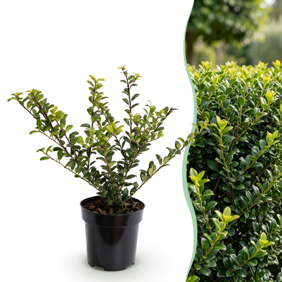 8x Ilex crenata Golden Gem - Japanse Hulst - Haagplanten - Groenblijvend - Geel - Pot 9cm - Hoogte 20-30cm