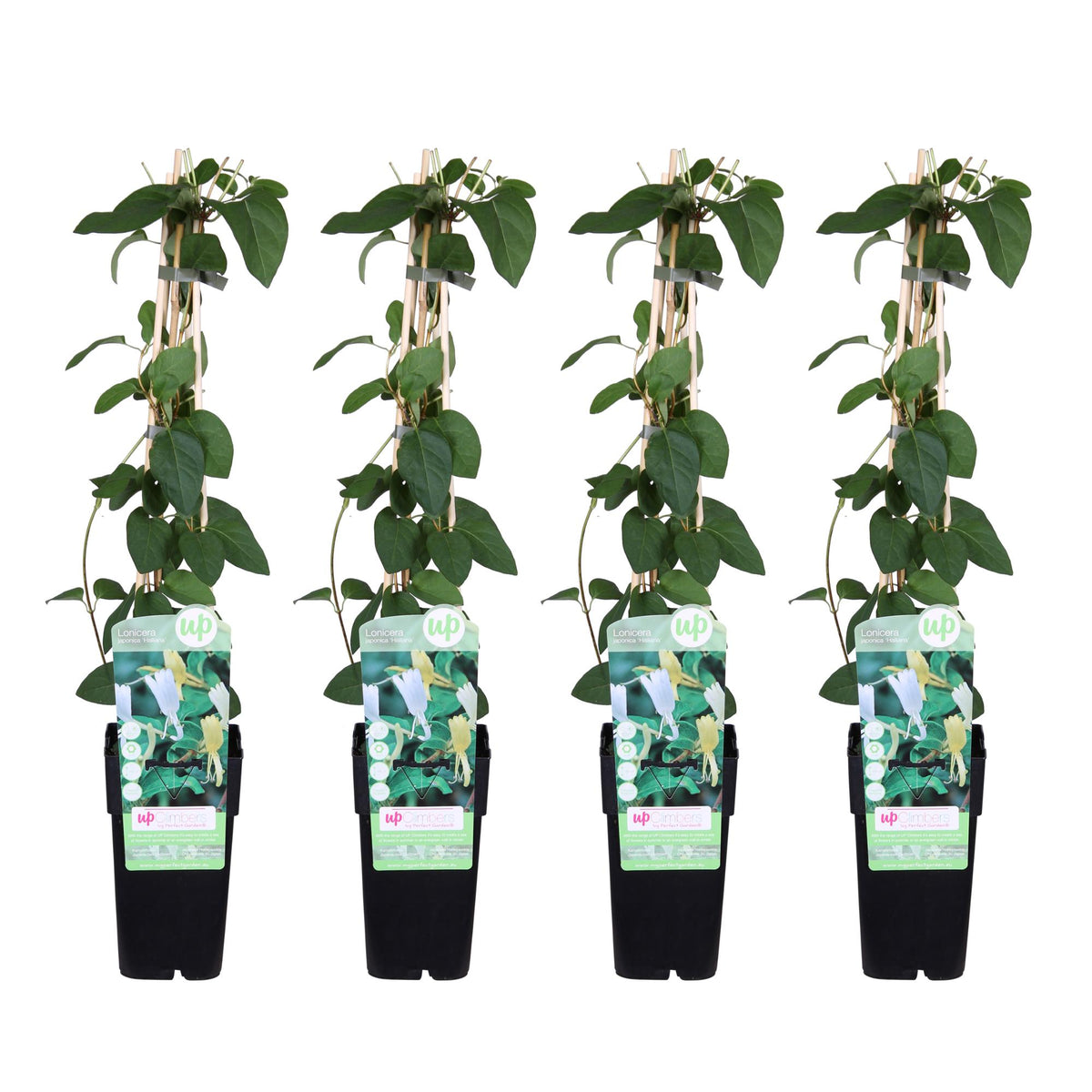 4x - Lonicera japonica 'Halliana' - ↨65cm - Ø15