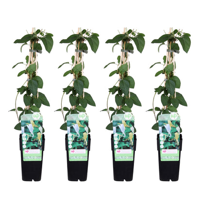 4x - Lonicera japonica 'Halliana' - ↨65cm - Ø15