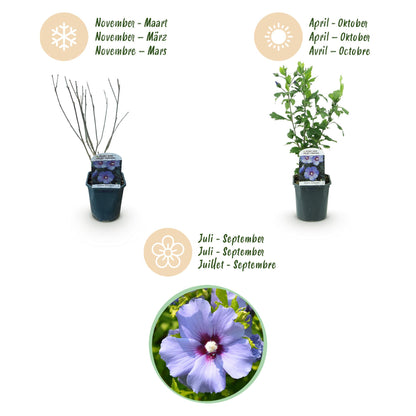Heesters - Hibiscus syriacus Oiseau Blue - Bloem Blauw - 1 Plant - Bladverliezend - Weinig Onderhoud - Pot 17cm Hoogte 45cm